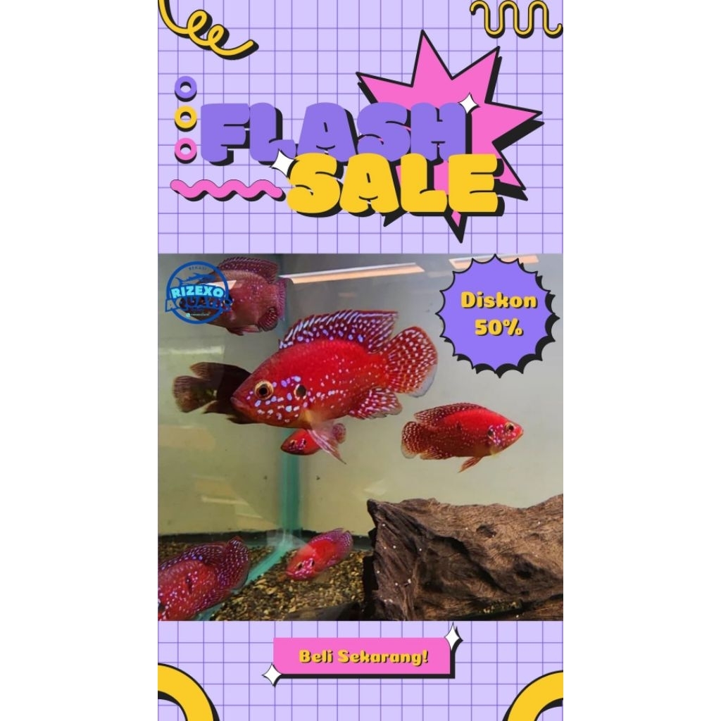 Red Jewel Cichlid 4-5 CM #PromoSpecial