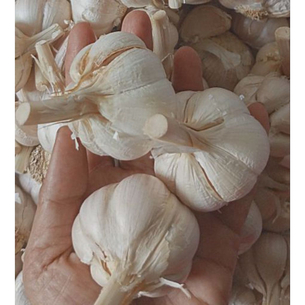 BAWANG KATING BAWANG PUTIH KATING