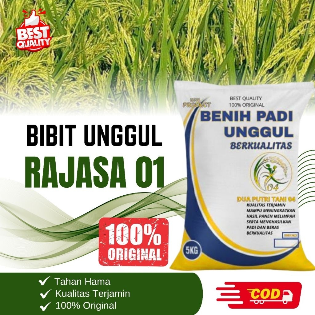bibit PADI RAJASA 01 ke bibit unggul kemasan 5 KG