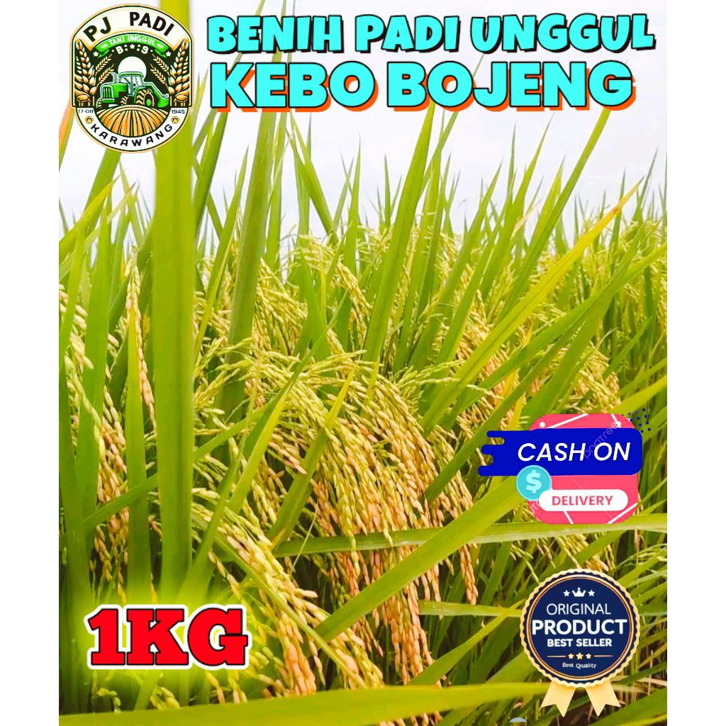 BENIH PADI UNGGUL BERKUALITAS KEBO BOJENG KEMASAN 1KG