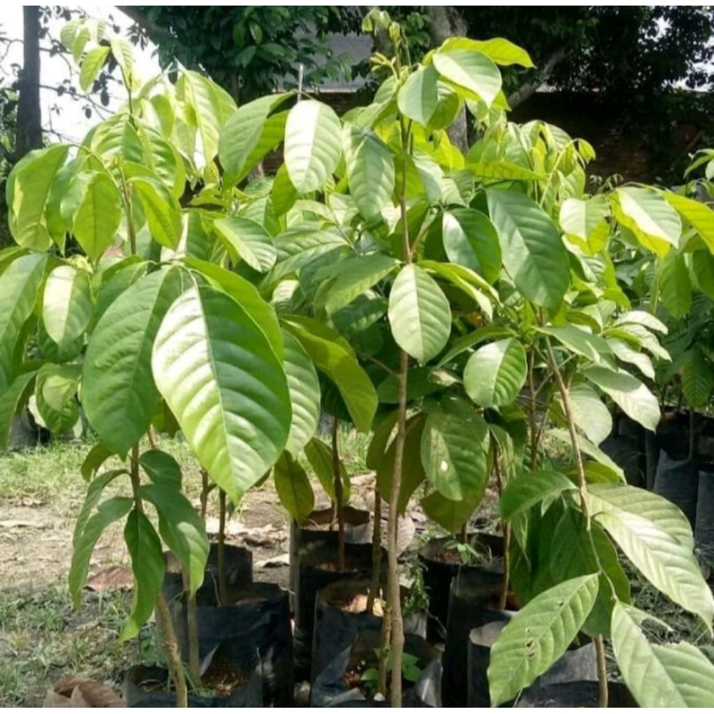 bibit duku super manis/bibit duku palembang super