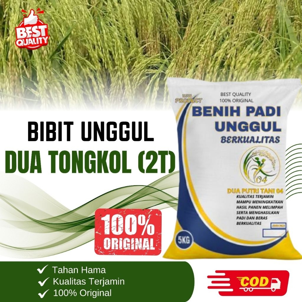 bibit PADI DUA TONGKOL(2T) SUPER kemasan 5kg