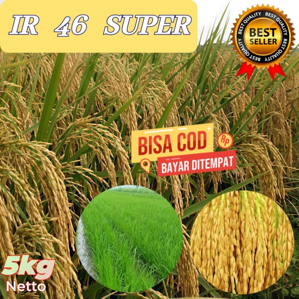 benih padi pilihan IR 46 super berkualitas kemasan 5 kg kemasan 5kg