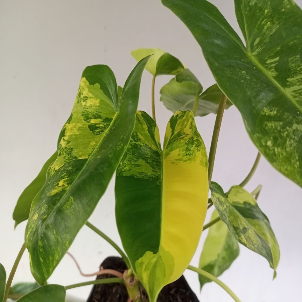 tanaman hias philodendron burlemarx variegata yellow / pilo dendron burlemak varigata kuning / breke
