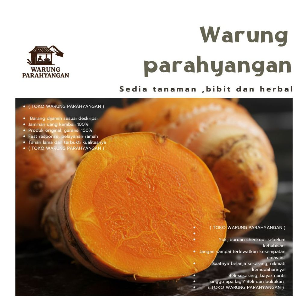 Temulawak segar original - Rimpang temulak