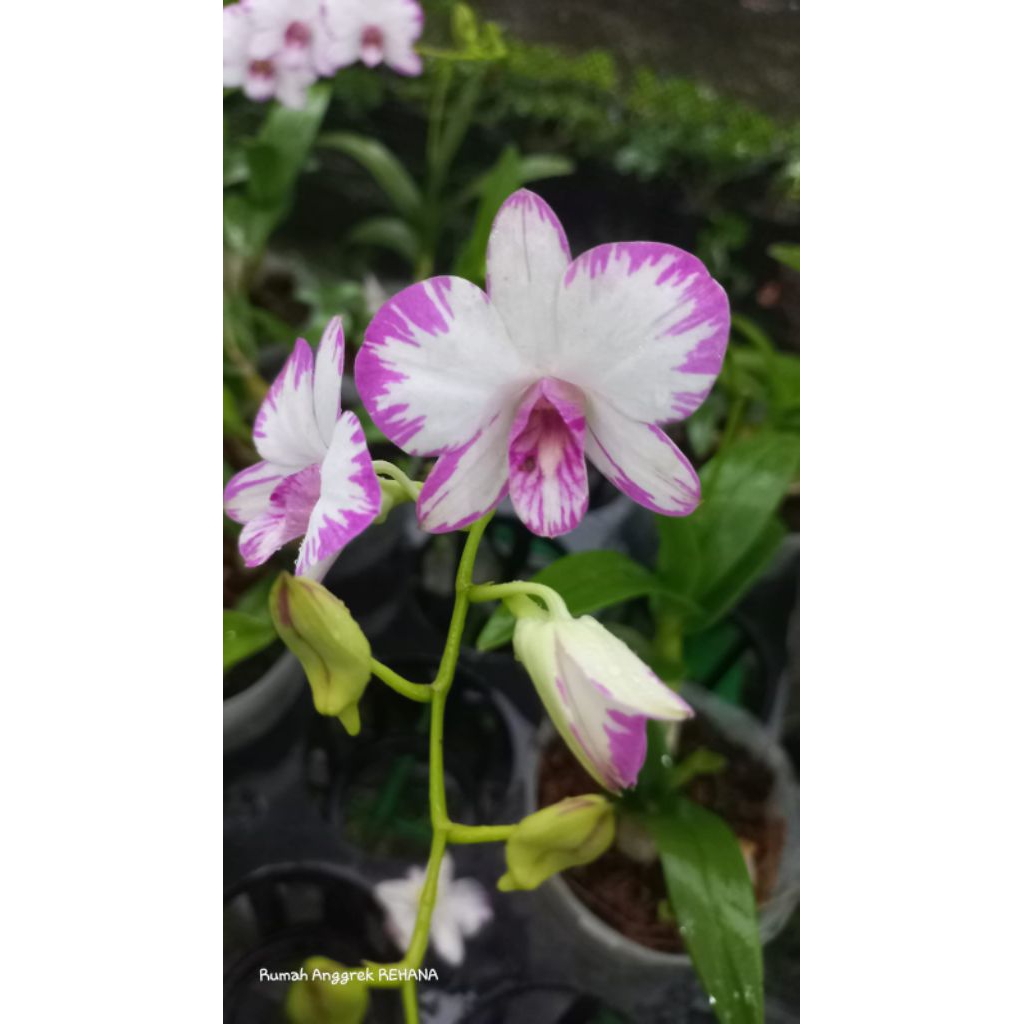 Anggrek Mini Imut " Enobi Splash "
