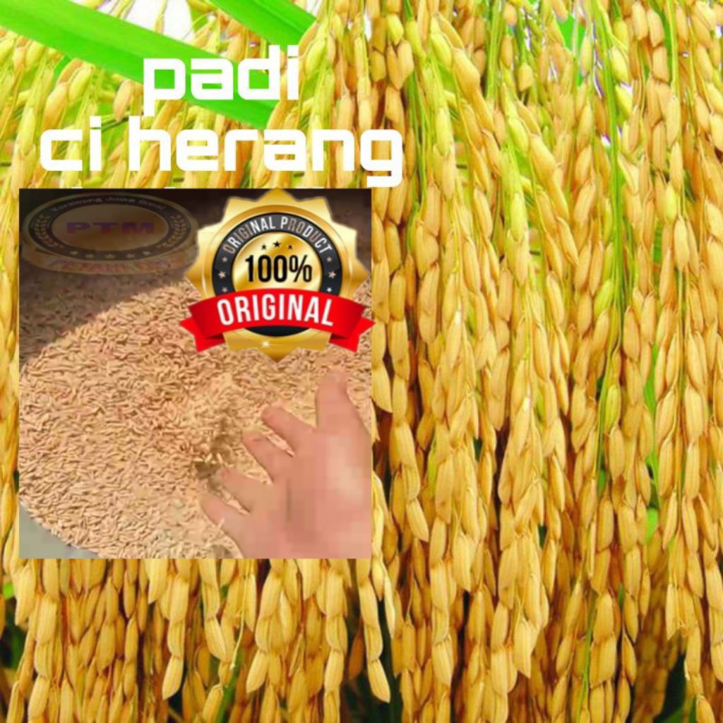 BENIH BIBIT PADI CIHERANG JUMBO BERKUALITAS KEMASAN 5KG