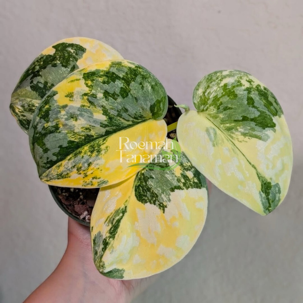 Scindapsus exotica variegata - Scindapsus varigata