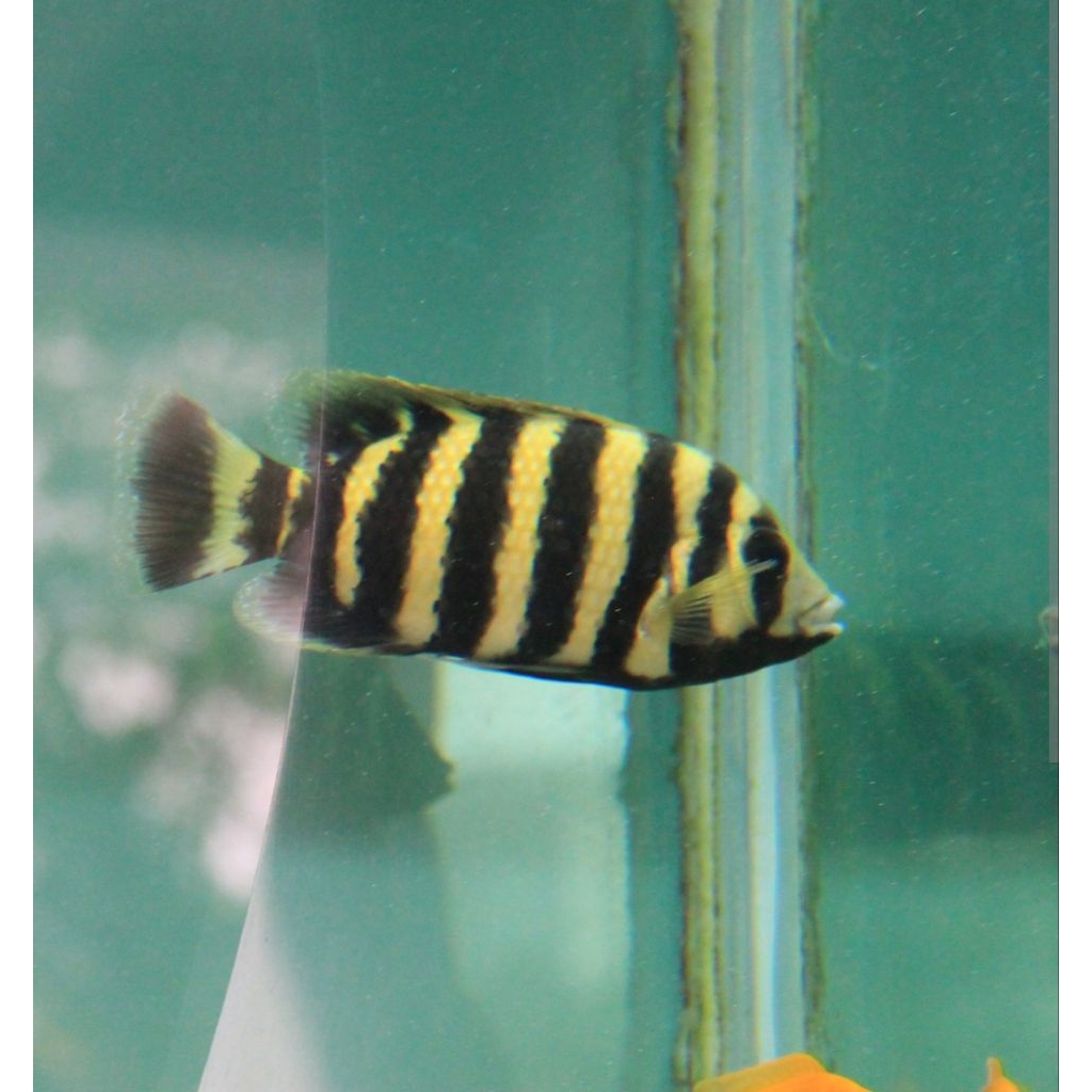 ikan ninety nine cichlid nentinen 99 hias air tawar hiasan aquarium tankmate kolam