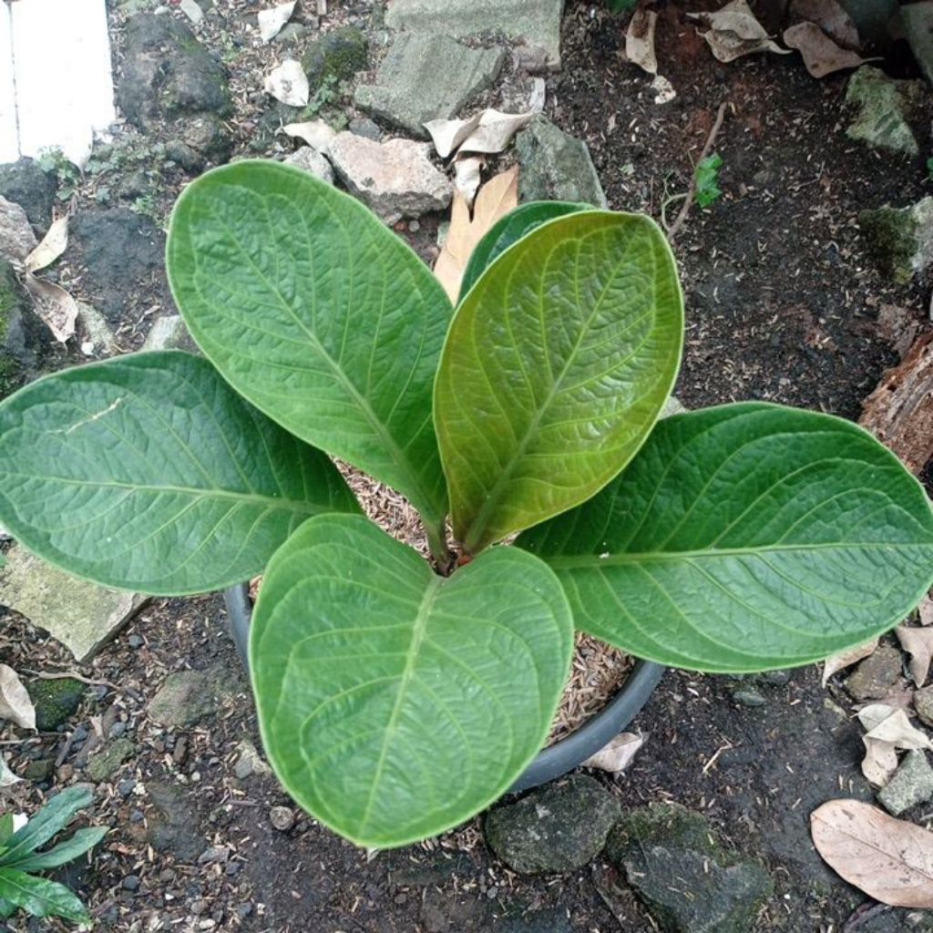 Tanaman hias Anthurium Jemani mangkok tornado
