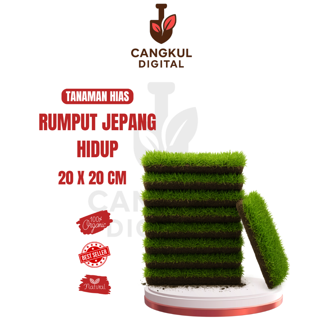 CANGKUL DIGITAL Rumput Jepang Hidup 20 x 20 Cm Rumput Hias Hijau Segar Untuk Taman / Kuburan / Makam