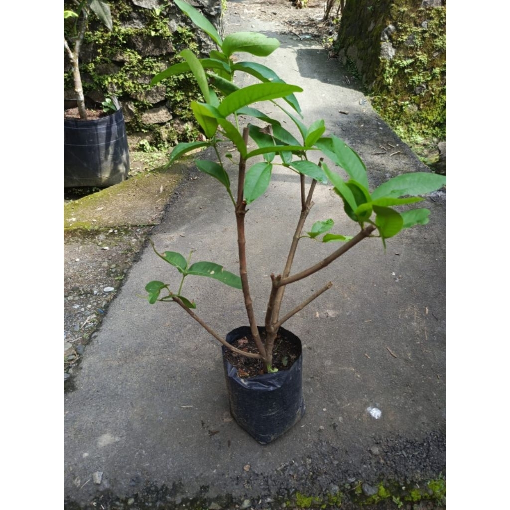 Bibit Hasil Cangkokan Jambu Air Berby Sugar