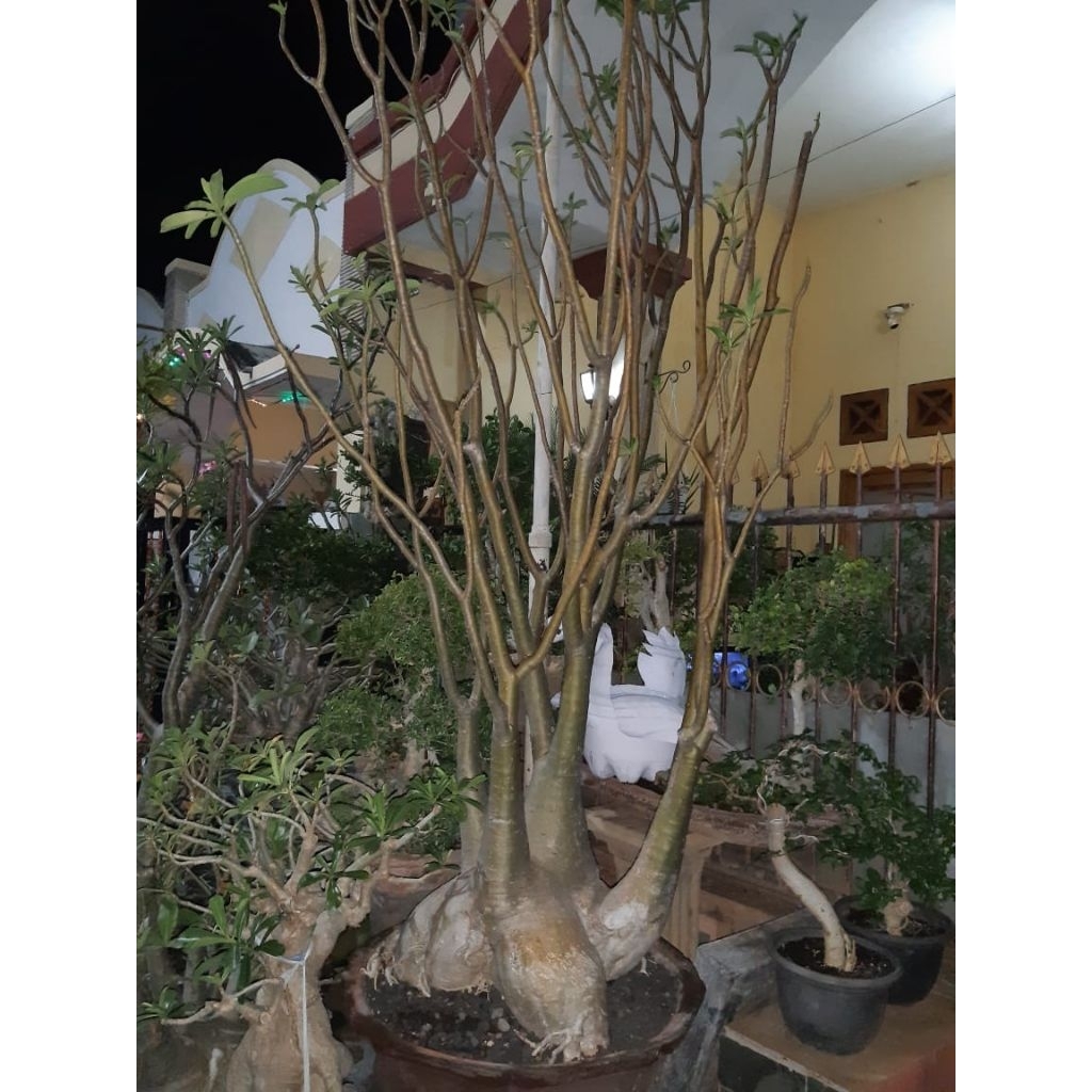 Arabicum Yaman Jumbo 2,5 meter