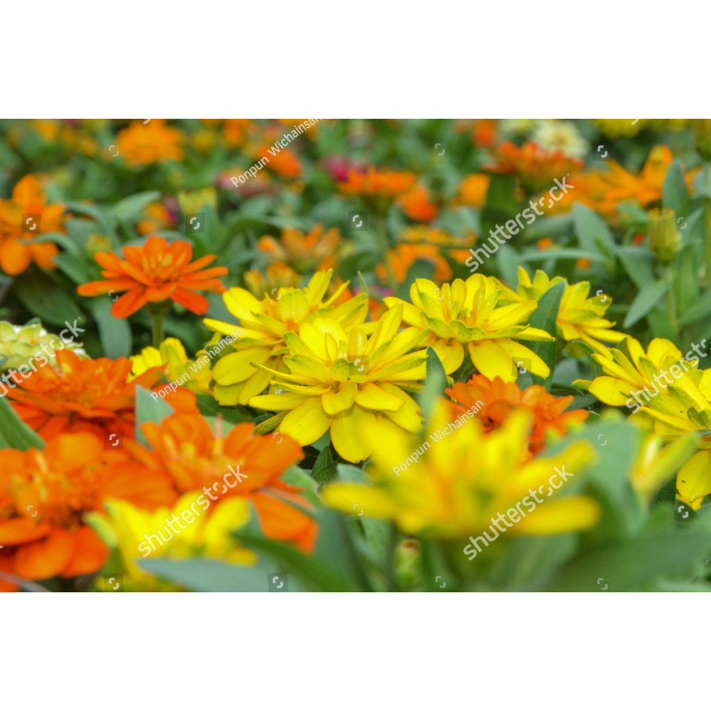 SUBUR BIBIT BUNGAN ZINNIA