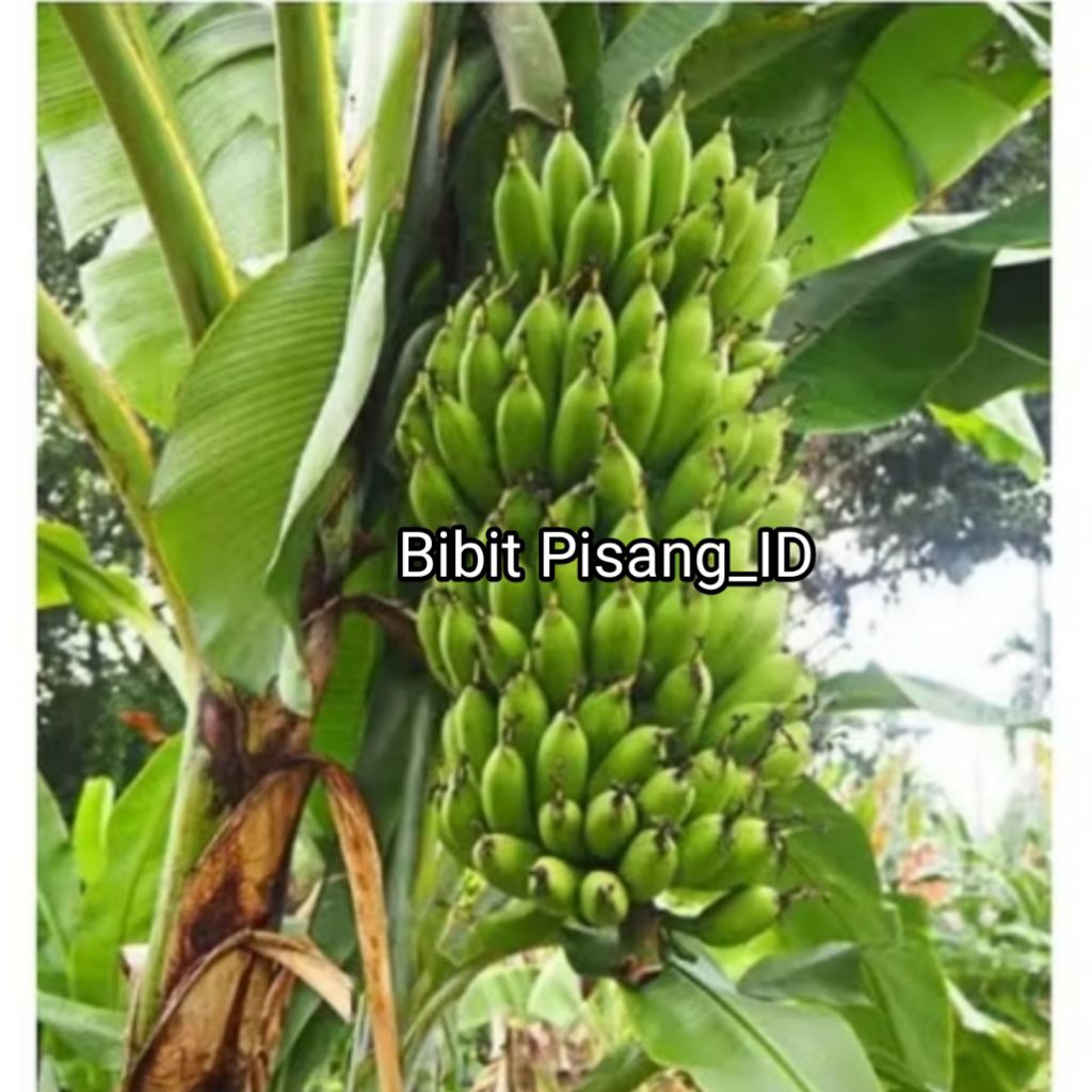 BIBIT PISANG ULI UNGGUL BONGGOL KWALITAS TERBAIK Bibit Bonggol Pisang Uli/tunas pisang Uli/pohon pis