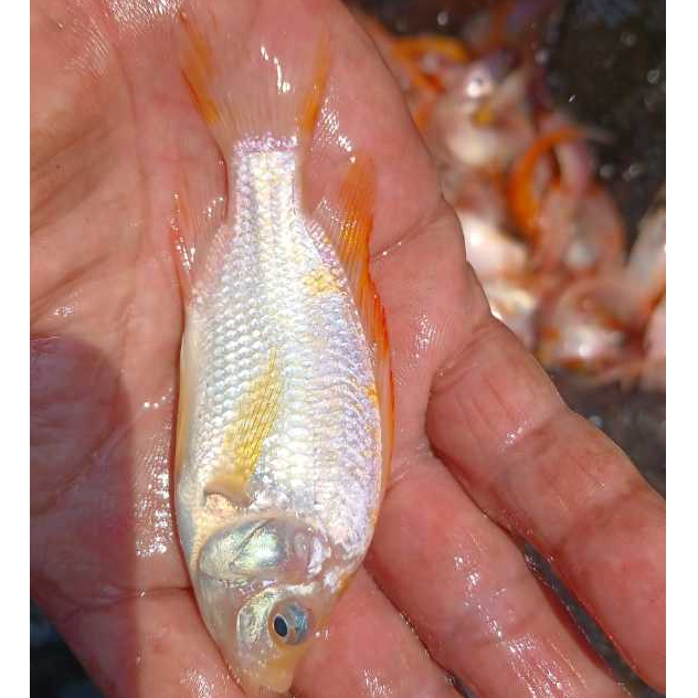 paket isi 15 ekor benih ikan nila merah bangkok monosex