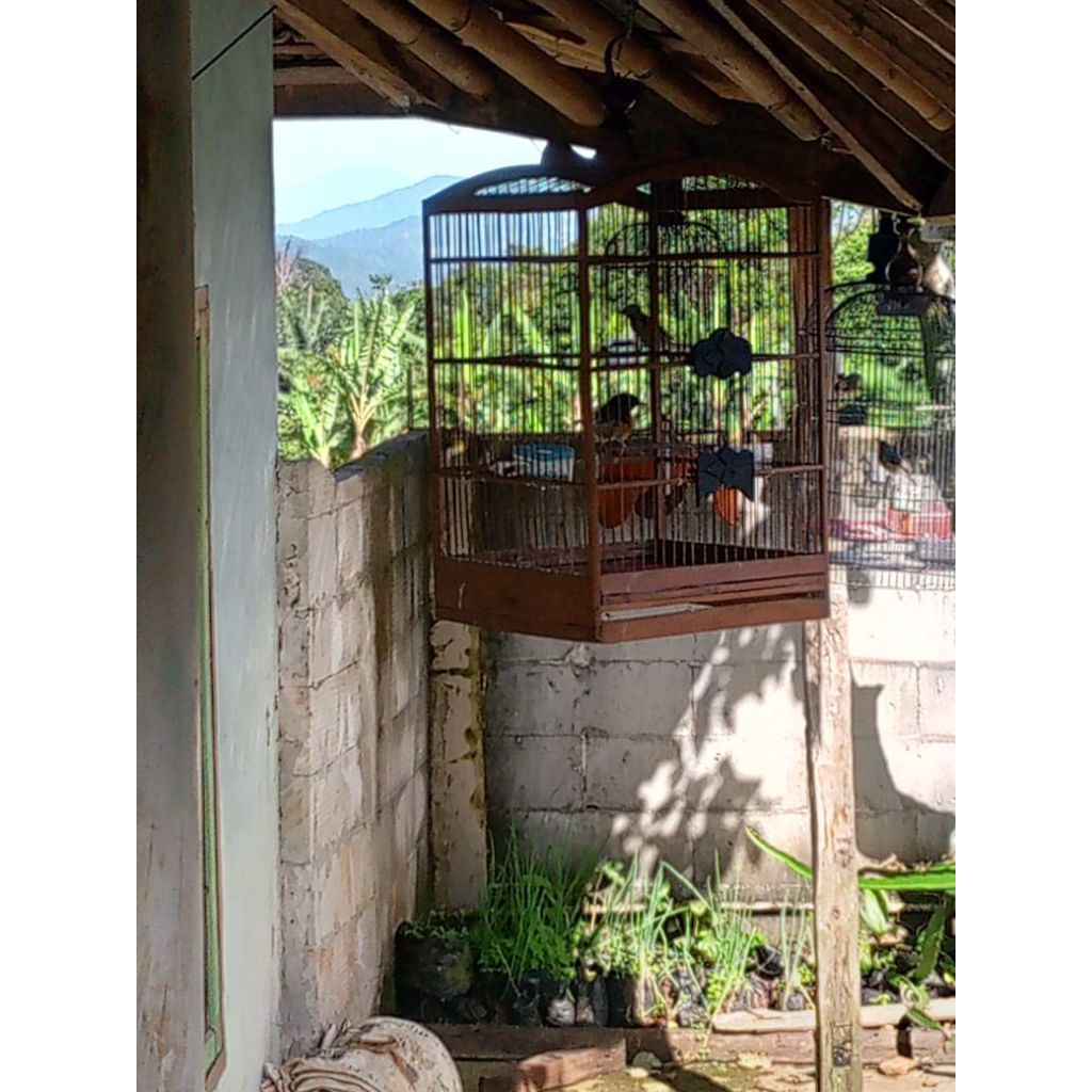 tangkringan kayu kopi