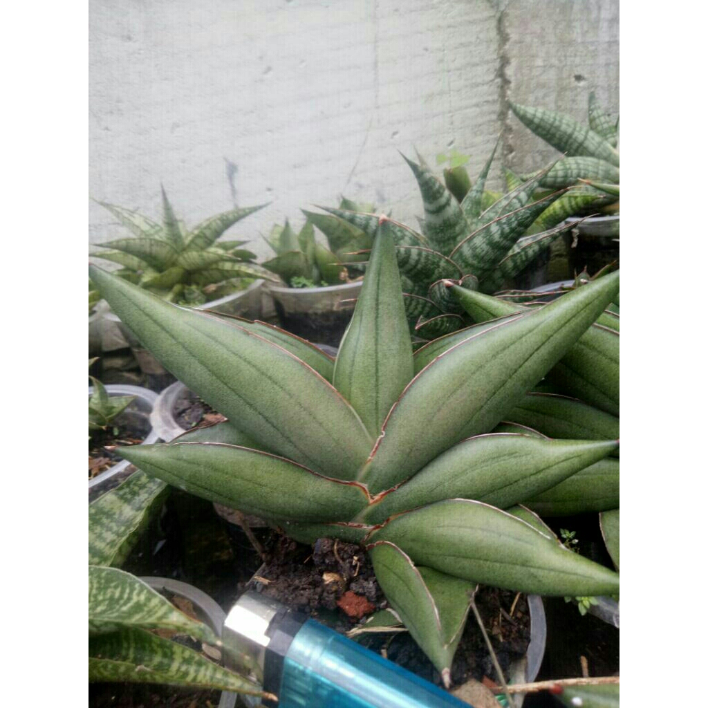 sanseivera hibrid Rajawali