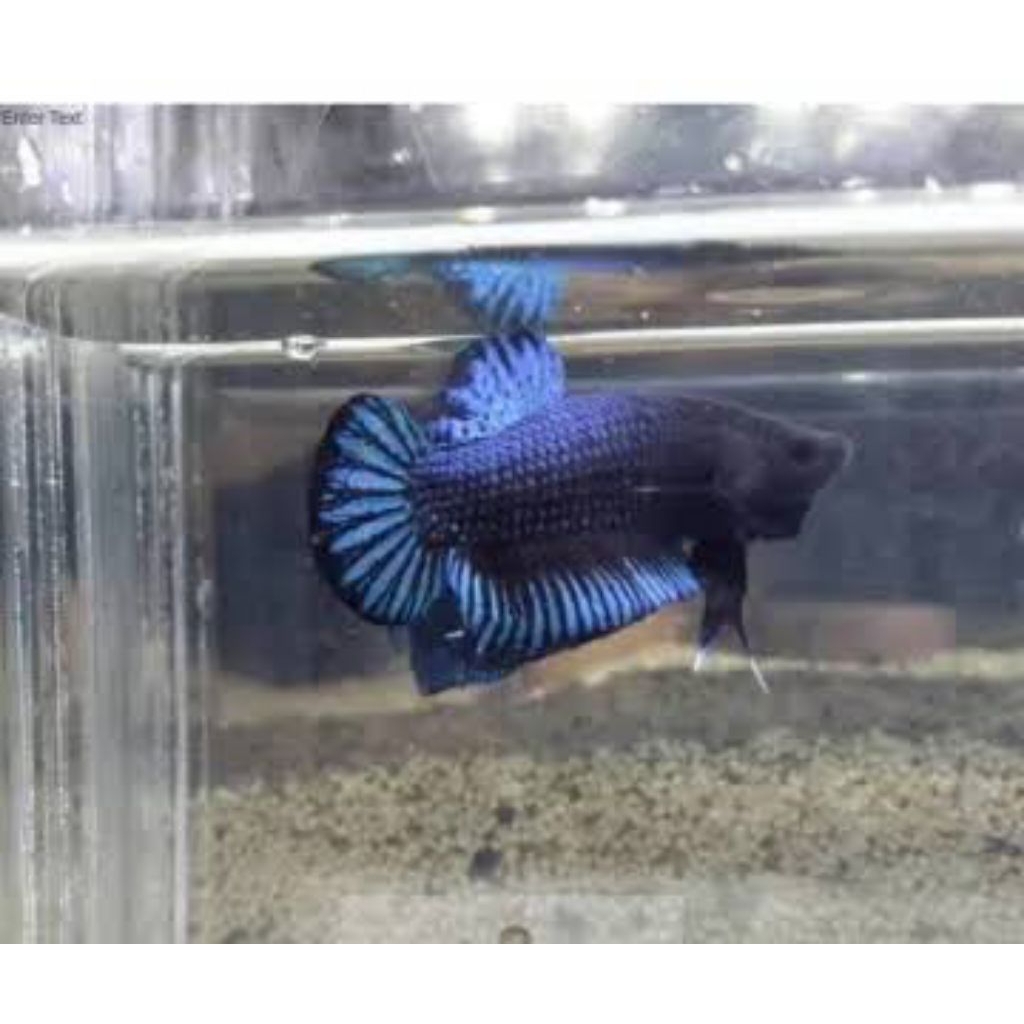 Bagan Aduan Thailand super