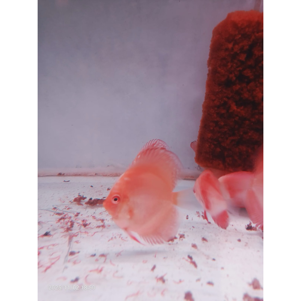 ikan discus red melon hb ukuran 2in