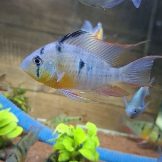 jual cichlid alpinosa 9-10 cm