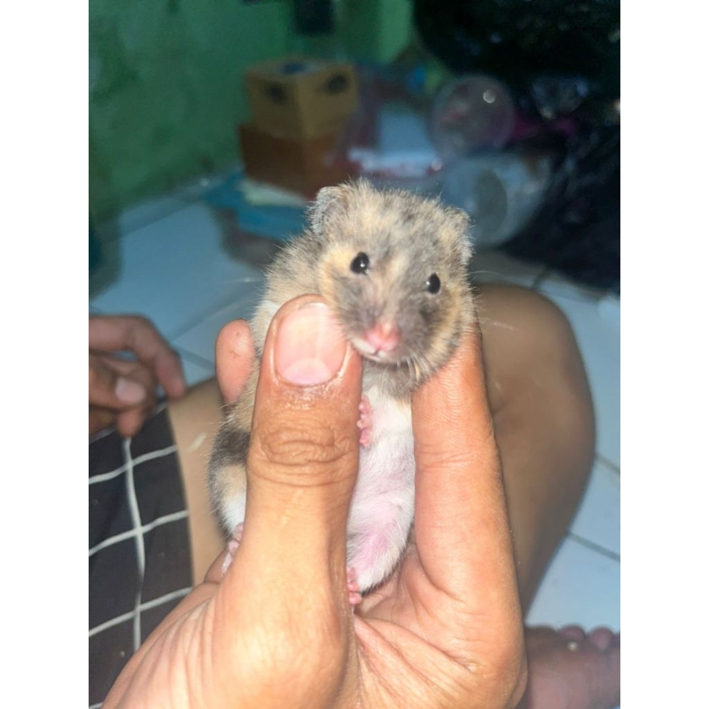 Hamster Syrian Lucu LongHair, ShortHair