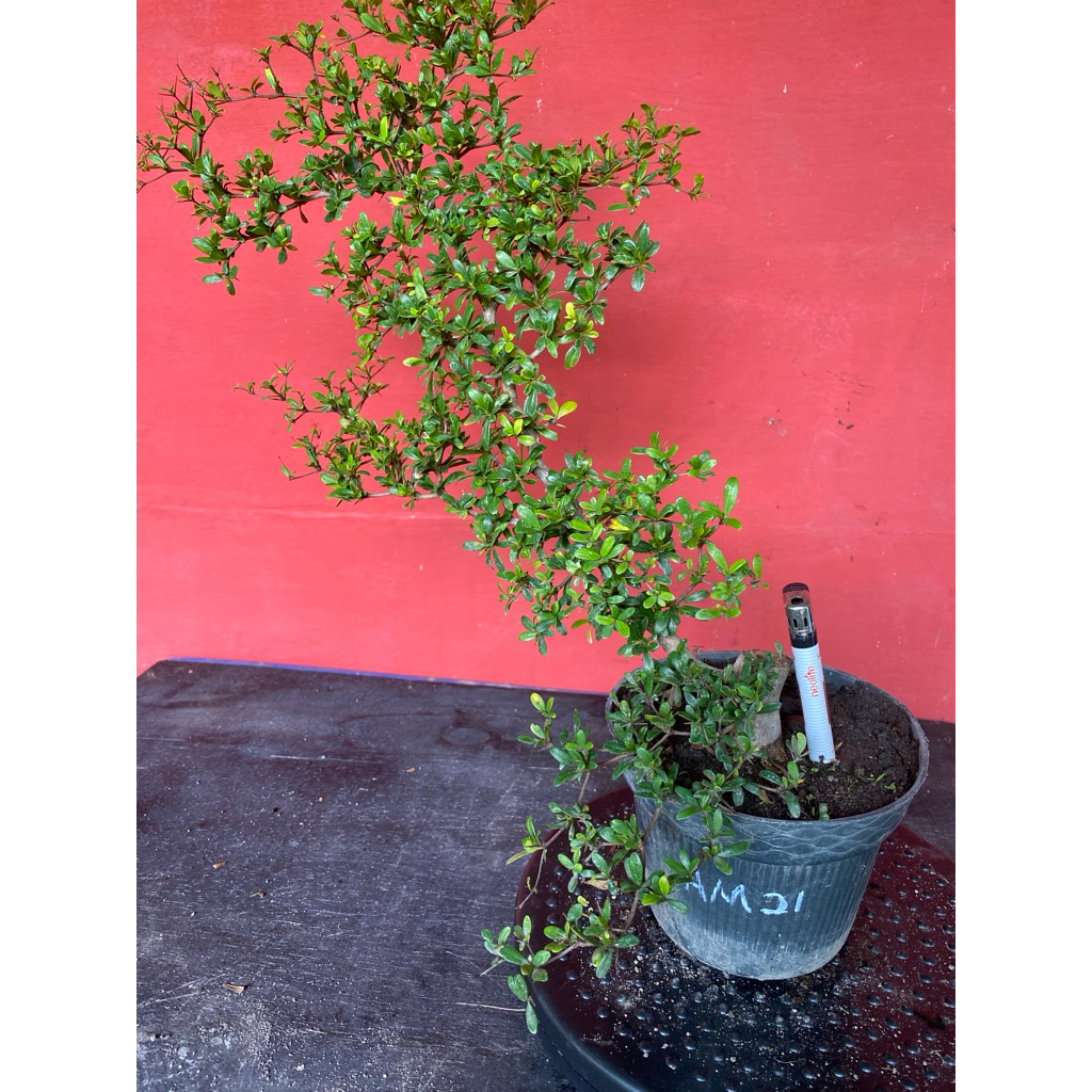Bahan Bonsai Black Olive AM-21