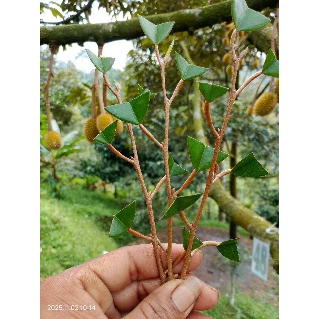 entres durian premium