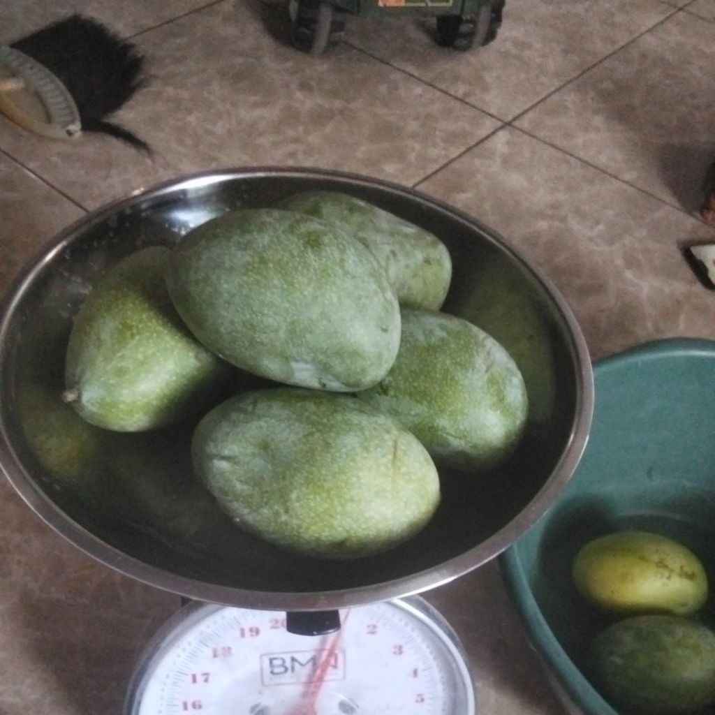 mangga madu 1kg isi 5