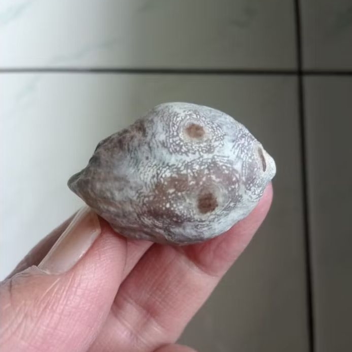 Kemiri Adu Muncang Adu Wadas Ori Urgen Tua Jatuhan