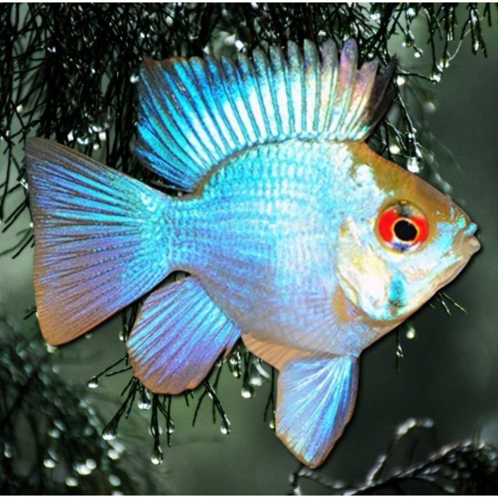 hiasan aquarium blue elektrik slayer size m