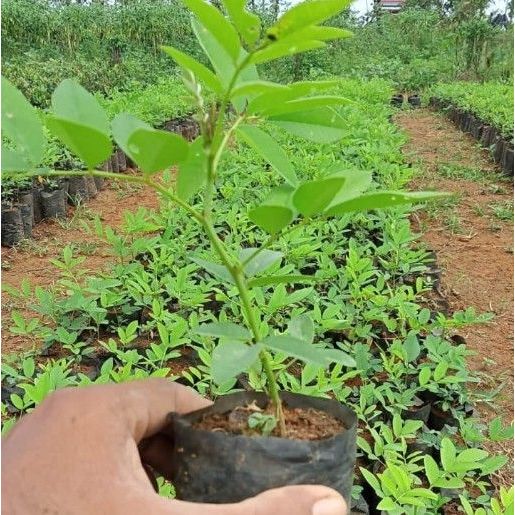 Bibit indigofera tanaman pakan ternak kulitas unggul siap tanam