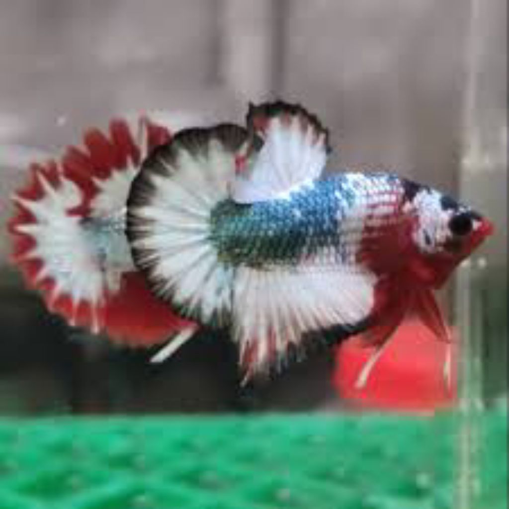 Bahanan PK FCCP VIETNAM