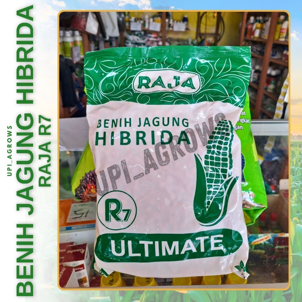 Benih Jagung Hibrida RAJA R7