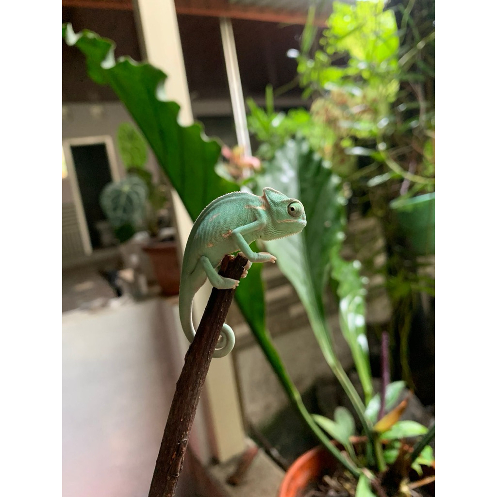 VEILED CHAMELEON