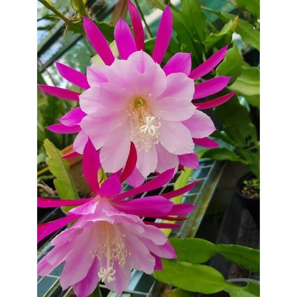 TANAMAN HIAS WIJAYA KUSUMA// BUNGA WIJAYA KUSUMA/WIJAYA KUSUMA BUNGA GANTUNG