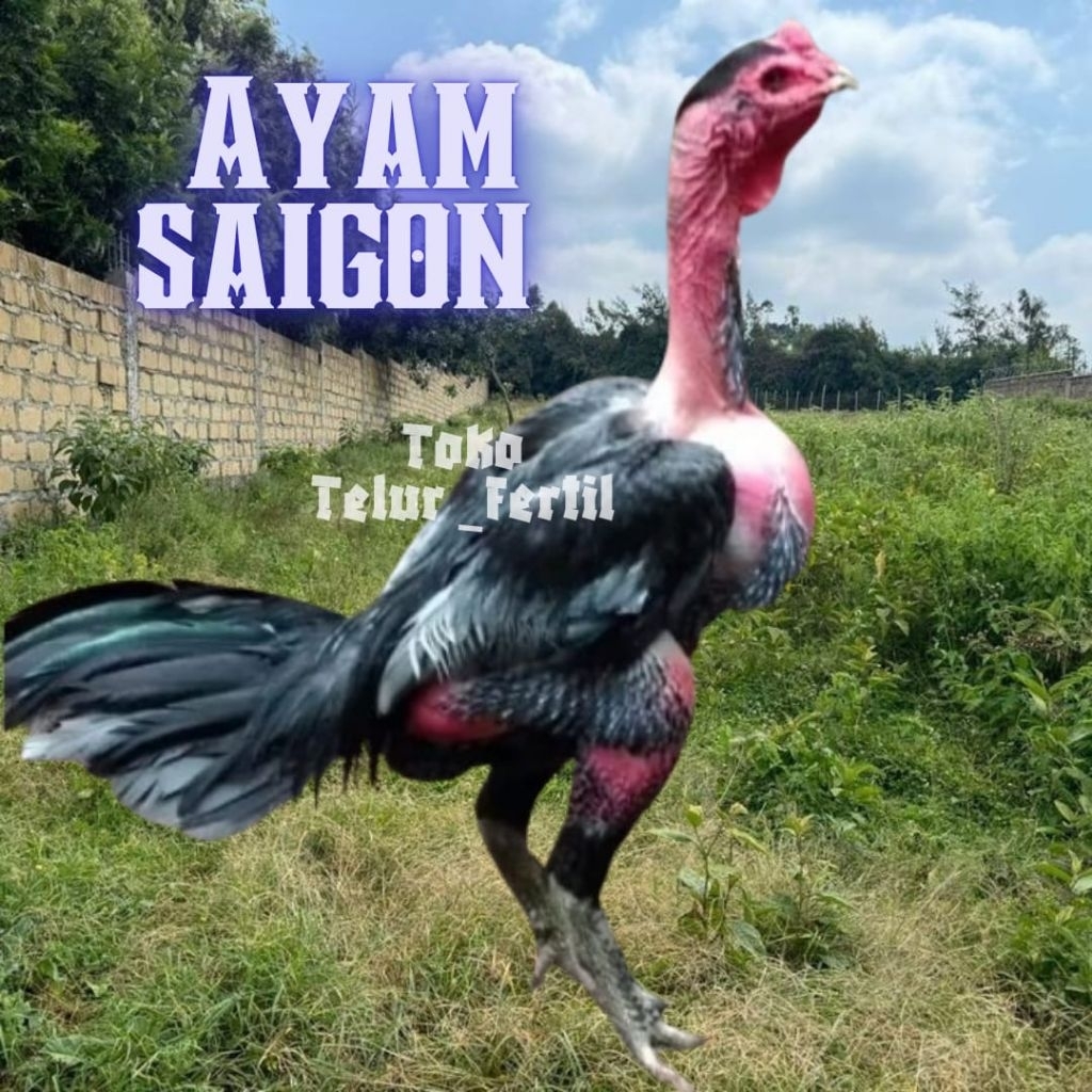 TELUR AYAM PETARUNG GANOI VIETNAM KAKI GUNUNG ORI