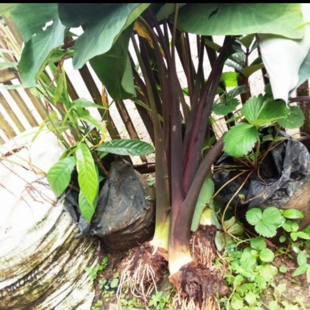 Talas ungu/lompong/talass sayur segar 500 gr