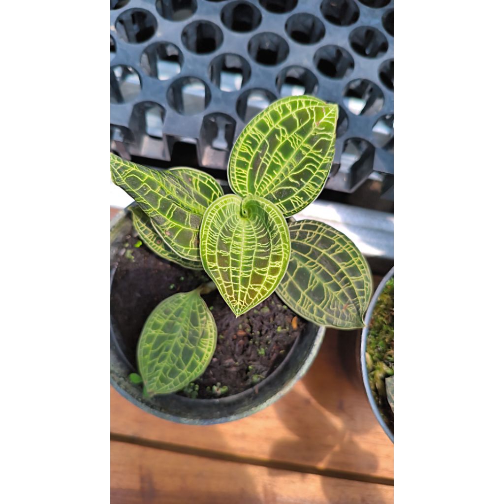 Jewel orchid