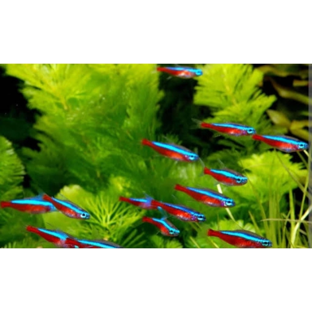 Cardinal Tetra / Neon Fish Hiasan Aquarium Aquascape |Ikan Hias Bozz Louhan|