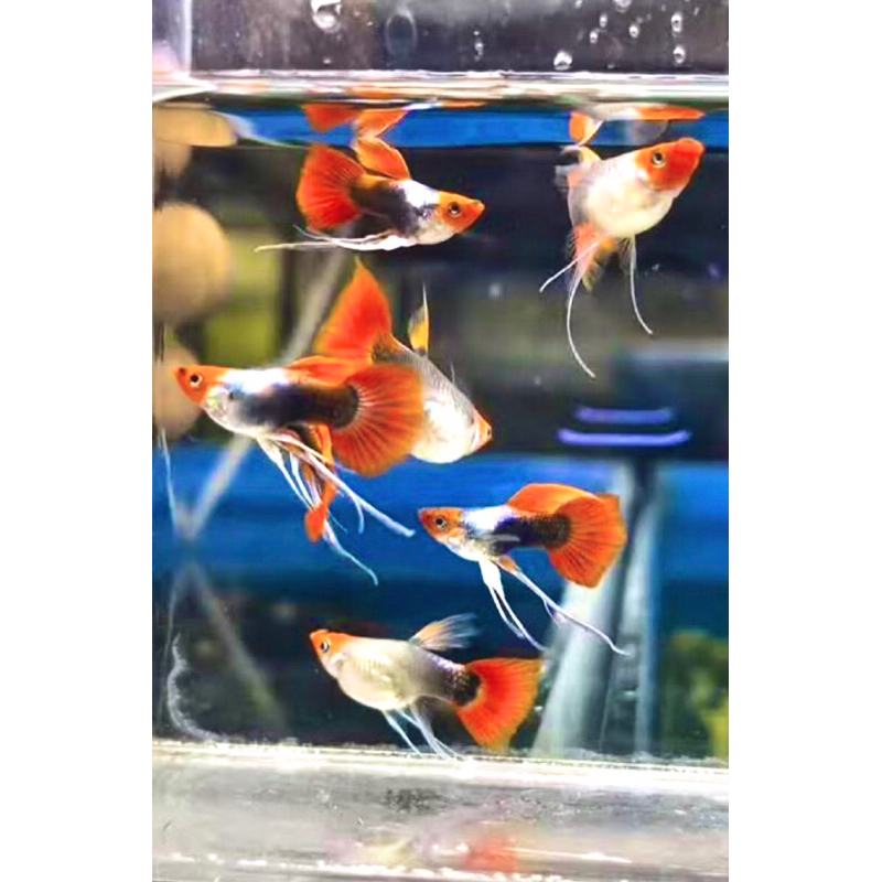 Hiasan Aquarium Guppy Short Body Tuxedo Koi Ribbon