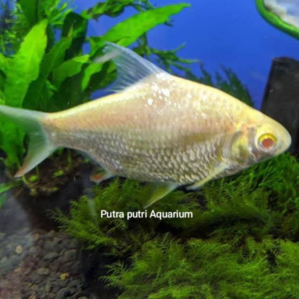 Hiasan Aquarium Kaviat albino