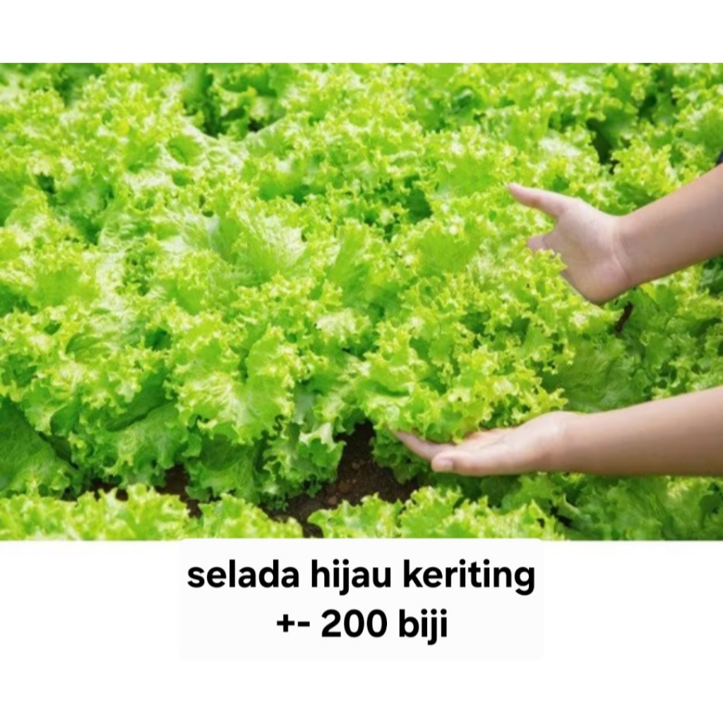Bisa COD - Selada Hijau Keriting 200 biji bibit seed Benih Selada Hijau Keriting Grand Rapids