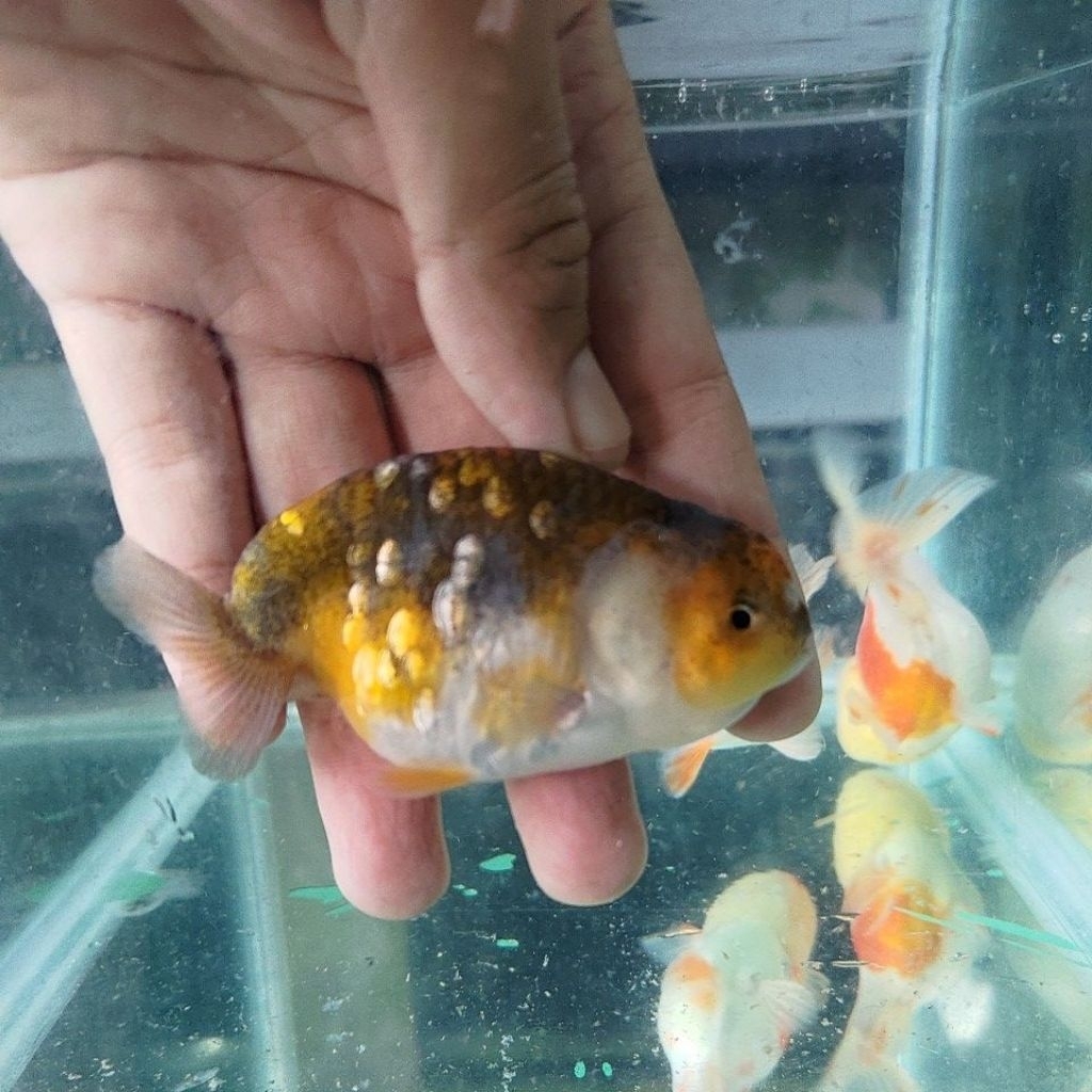 paket 3 ekor ikan mas koki ranchu, 2 ekor Red white & 1 ekor black gold