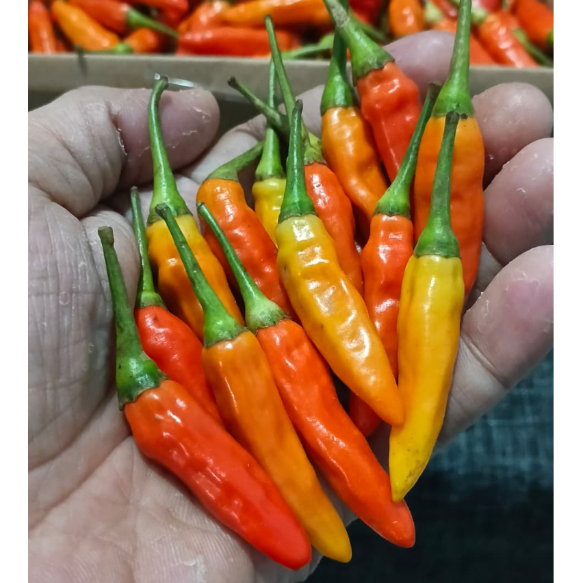 Cabe rawit merah 1kg Cabai rawit merah 1kg cabai harga 1kg packing kardus