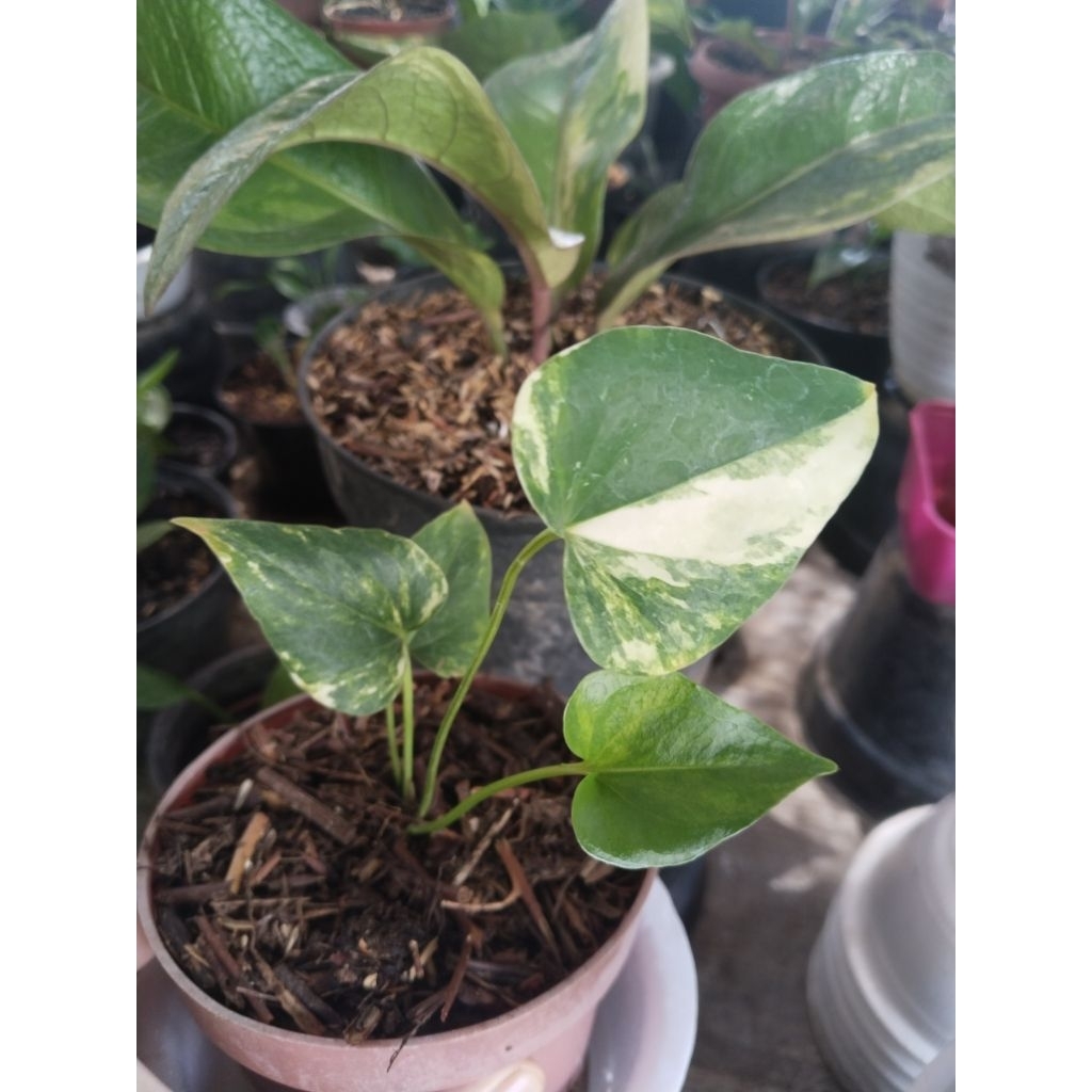 anthurium corong varigata ( bronii ) ekonomis