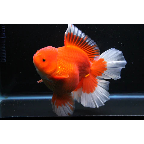 Ikan Hias Koki Oranda Long Tail Jumbo