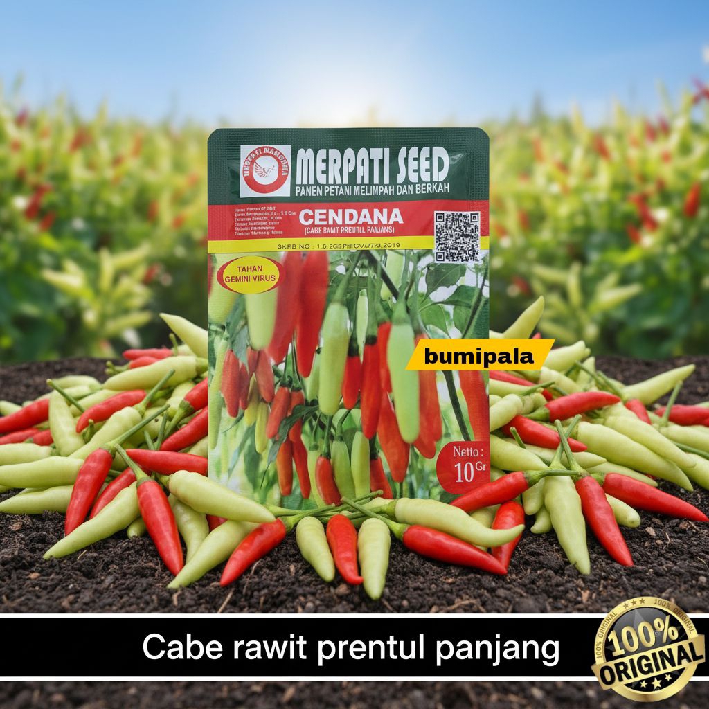 Benih Cabe rawit putih CENDANA - 10 gram (±2.500 biji)