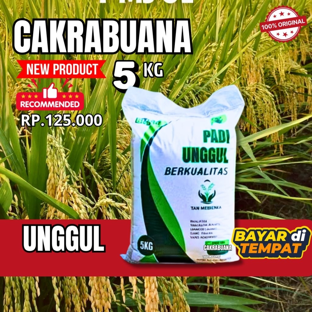 benih padi unggul benih padi CAKRABUANA 5Kg