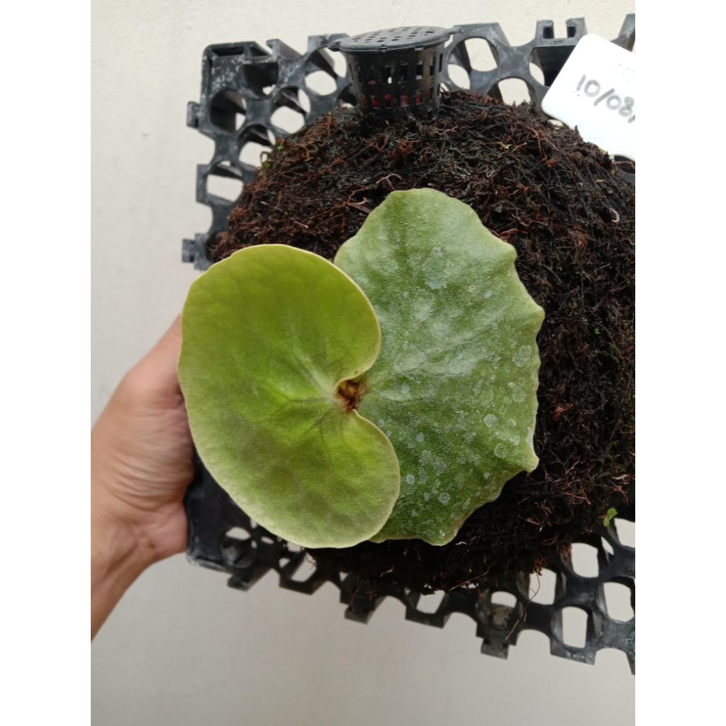 Platycerium Erawan Emerald Queen Split 10/08/25
